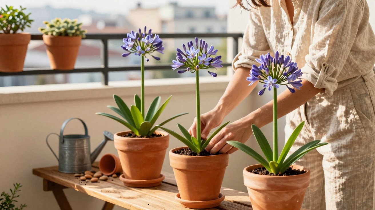 Person tending to purple agapanthus plants in terracotta pots on a balcony wooden table.